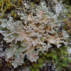 Edwards Valley, Arthurs Pass National Park.<br>Photographer: Melissa Hutchison, Date taken: 06/02/2020, Licence: <a target='_blank' href='https://creativecommons.org/licenses/by-nc/4.0'>CC BY-NC</a>. <a class='member-message' href='/nzpcn/why-join-nzpcn/' target='_blank'>Members can view a larger version of this image.</a>