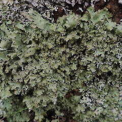 Pseudocyphellaria corbettii