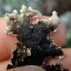 Thallus underside.<br>Photographer: Marley Ford, Licence: <a target='_blank' href='https://creativecommons.org/licenses/by-nc/4.0'>CC BY-NC</a>. <a class='member-message' href='/nzpcn/why-join-nzpcn/' target='_blank'>Members can view a larger version of this image.</a>