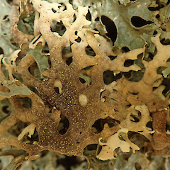 Stony Bay, Coromandel.<br>Photographer: Melissa Hutchison, Date taken: 05/09/2020, Licence: <a target='_blank' href='https://creativecommons.org/licenses/by-nc/4.0'>CC BY-NC</a>. <a class='member-message' href='/nzpcn/why-join-nzpcn/' target='_blank'>Members can view a larger version of this image.</a>
