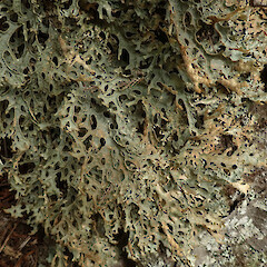 Stony Bay, Coromandel.<br>Photographer: Melissa Hutchison, Date taken: 05/09/2020, Licence: <a target='_blank' href='https://creativecommons.org/licenses/by-nc/4.0'>CC BY-NC</a>. <a class='member-message' href='/nzpcn/why-join-nzpcn/' target='_blank'>Members can view a larger version of this image.</a>