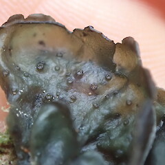 Apothecia.<br>Photographer: Marley Ford, Licence: <a target='_blank' href='https://creativecommons.org/licenses/by-nc/4.0'>CC BY-NC</a>. <a class='member-message' href='/nzpcn/why-join-nzpcn/' target='_blank'>Members can view a larger version of this image.</a>
