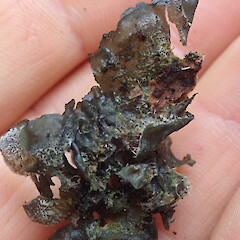 Thallus underside.<br>Photographer: Marley Ford, Licence: <a target='_blank' href='https://creativecommons.org/licenses/by-nc/4.0'>CC BY-NC</a>. <a class='member-message' href='/nzpcn/why-join-nzpcn/' target='_blank'>Members can view a larger version of this image.</a>