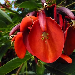 Bason Botanic Reserve, Rapanui Road, Whanganui.<br>Photographer: Colin C. Ogle, Date taken: 07/04/2020, Licence: <a target='_blank' href='https://creativecommons.org/licenses/by-nc/4.0'>CC BY-NC</a>. <a class='member-message' href='/nzpcn/why-join-nzpcn/' target='_blank'>Members can view a larger version of this image.</a>