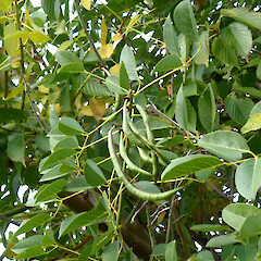 Tree with pods; seedlings nearby.<br>Photographer: Colin C. Ogle, Date taken: 07/04/2020, Licence: <a target='_blank' href='https://creativecommons.org/licenses/by-nc/4.0'>CC BY-NC</a>. <a class='member-message' href='/nzpcn/why-join-nzpcn/' target='_blank'>Members can view a larger version of this image.</a>