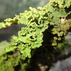 Photographer: Marley Ford, Licence: <a target='_blank' href='https://creativecommons.org/licenses/by-nc/4.0'>CC BY-NC</a>. <a class='member-message' href='/nzpcn/why-join-nzpcn/' target='_blank'>Members can view a larger version of this image.</a>
