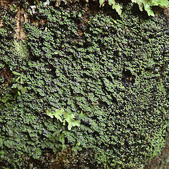 Fern Gully walk, Oban, Stewart Island.<br>Photographer: Melissa Hutchison, Date taken: 16/04/2021, Licence: <a target='_blank' href='https://creativecommons.org/licenses/by-nc/4.0'>CC BY-NC</a>. <a class='member-message' href='/nzpcn/why-join-nzpcn/' target='_blank'>Members can view a larger version of this image.</a>