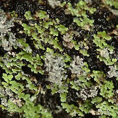 Fern Gully walk, Oban, Stewart Island.<br>Photographer: Melissa Hutchison, Date taken: 16/04/2021, Licence: <a target='_blank' href='https://creativecommons.org/licenses/by-nc/4.0'>CC BY-NC</a>. <a class='member-message' href='/nzpcn/why-join-nzpcn/' target='_blank'>Members can view a larger version of this image.</a>