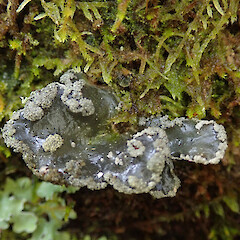 Hinewai Reserve, Banks Peninsula.<br>Photographer: Melissa Hutchison, Date taken: 11/11/2019, Licence: <a target='_blank' href='https://creativecommons.org/licenses/by-nc/4.0'>CC BY-NC</a>. <a class='member-message' href='/nzpcn/why-join-nzpcn/' target='_blank'>Members can view a larger version of this image.</a>