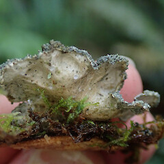 Hinewai Reserve, Banks Peninsula.<br>Photographer: Melissa Hutchison, Date taken: 11/11/2019, Licence: <a target='_blank' href='https://creativecommons.org/licenses/by-nc/4.0'>CC BY-NC</a>. <a class='member-message' href='/nzpcn/why-join-nzpcn/' target='_blank'>Members can view a larger version of this image.</a>