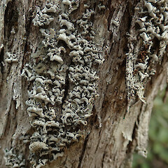 Coromandel Walkway. Dry state.<br>Photographer: Melissa Hutchison, Date taken: 05/09/2020, Licence: <a target='_blank' href='https://creativecommons.org/licenses/by-nc/4.0'>CC BY-NC</a>. <a class='member-message' href='/nzpcn/why-join-nzpcn/' target='_blank'>Members can view a larger version of this image.</a>