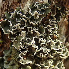 Coromandel Walkway.<br>Photographer: Melissa Hutchison, Date taken: 05/09/2020, Licence: <a target='_blank' href='https://creativecommons.org/licenses/by-nc/4.0'>CC BY-NC</a>. <a class='member-message' href='/nzpcn/why-join-nzpcn/' target='_blank'>Members can view a larger version of this image.</a>