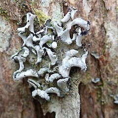 Kauri Point, North Shore, Auckland.<br>Photographer: Melissa Hutchison, Date taken: 25/08/2019, Licence: <a target='_blank' href='https://creativecommons.org/licenses/by-nc/4.0'>CC BY-NC</a>. <a class='member-message' href='/nzpcn/why-join-nzpcn/' target='_blank'>Members can view a larger version of this image.</a>