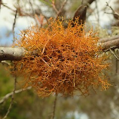 Teloschistes flavicans