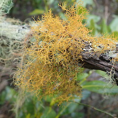 On mānuka over hanging mangroves, Hokianga, Northland.<br>Photographer: Marley Ford, Date taken: 27/03/2021, Licence: <a target='_blank' href='https://creativecommons.org/licenses/by-nc/4.0'>CC BY-NC</a>. <a class='member-message' href='/nzpcn/why-join-nzpcn/' target='_blank'>Members can view a larger version of this image.</a>