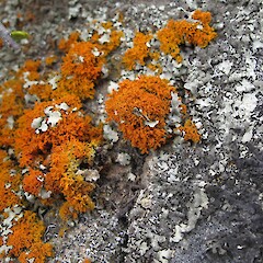 Boulderfield, Mackenzie Basin.<br>Photographer: Melissa Hutchison, Date taken: 24/02/2016, Licence: <a target='_blank' href='https://creativecommons.org/licenses/by-nc/4.0'>CC BY-NC</a>. <a class='member-message' href='/nzpcn/why-join-nzpcn/' target='_blank'>Members can view a larger version of this image.</a>