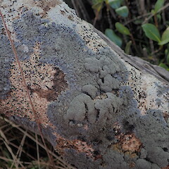 Corticolous on mangroves.<br>Photographer: Marley Ford, Licence: <a target='_blank' href='https://creativecommons.org/licenses/by-nc/4.0'>CC BY-NC</a>. <a class='member-message' href='/nzpcn/why-join-nzpcn/' target='_blank'>Members can view a larger version of this image.</a>