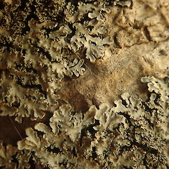 Corticolous on mangroves.<br>Photographer: Marley Ford, Licence: <a target='_blank' href='https://creativecommons.org/licenses/by-nc/4.0'>CC BY-NC</a>. <a class='member-message' href='/nzpcn/why-join-nzpcn/' target='_blank'>Members can view a larger version of this image.</a>