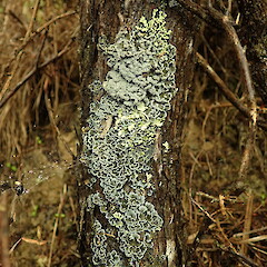 Corticolous on mānuka.<br>Photographer: Marley Ford, Licence: <a target='_blank' href='https://creativecommons.org/licenses/by-nc/4.0'>CC BY-NC</a>. <a class='member-message' href='/nzpcn/why-join-nzpcn/' target='_blank'>Members can view a larger version of this image.</a>