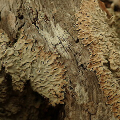Corticolous on pōhutukawa.<br>Photographer: Marley Ford, Licence: <a target='_blank' href='https://creativecommons.org/licenses/by-nc/4.0'>CC BY-NC</a>. <a class='member-message' href='/nzpcn/why-join-nzpcn/' target='_blank'>Members can view a larger version of this image.</a>