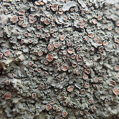 Apothecia.<br>Photographer: Marley Ford, Licence: <a target='_blank' href='https://creativecommons.org/licenses/by-nc/4.0'>CC BY-NC</a>. <a class='member-message' href='/nzpcn/why-join-nzpcn/' target='_blank'>Members can view a larger version of this image.</a>