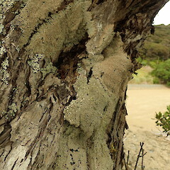 Corticolous on pōhutukawa.<br>Photographer: Marley Ford, Licence: <a target='_blank' href='https://creativecommons.org/licenses/by-nc/4.0'>CC BY-NC</a>. <a class='member-message' href='/nzpcn/why-join-nzpcn/' target='_blank'>Members can view a larger version of this image.</a>