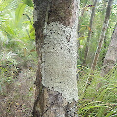 Corticolous in forest.<br>Photographer: Marley Ford, Licence: <a target='_blank' href='https://creativecommons.org/licenses/by-nc/4.0'>CC BY-NC</a>. <a class='member-message' href='/nzpcn/why-join-nzpcn/' target='_blank'>Members can view a larger version of this image.</a>