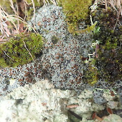 Grey lichen growing on cut road bank.<br>Photographer: Marley Ford, Licence: <a target='_blank' href='https://creativecommons.org/licenses/by-nc/4.0'>CC BY-NC</a>. <a class='member-message' href='/nzpcn/why-join-nzpcn/' target='_blank'>Members can view a larger version of this image.</a>