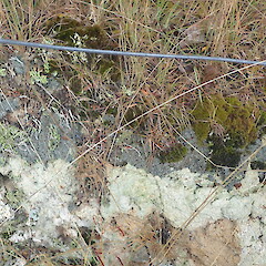 Grey lichen growing on cut road bank.<br>Photographer: Marley Ford, Licence: <a target='_blank' href='https://creativecommons.org/licenses/by-nc/4.0'>CC BY-NC</a>. <a class='member-message' href='/nzpcn/why-join-nzpcn/' target='_blank'>Members can view a larger version of this image.</a>