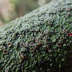 Photographer: Marley Ford, Licence: <a target='_blank' href='https://creativecommons.org/licenses/by-nc/4.0'>CC BY-NC</a>. <a class='member-message' href='/nzpcn/why-join-nzpcn/' target='_blank'>Members can view a larger version of this image.</a>