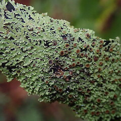 Foliicolous.<br>Photographer: Marley Ford, Licence: <a target='_blank' href='https://creativecommons.org/licenses/by-nc/4.0'>CC BY-NC</a>. <a class='member-message' href='/nzpcn/why-join-nzpcn/' target='_blank'>Members can view a larger version of this image.</a>