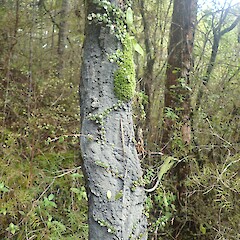 Photographer: Marley Ford, Date taken: 23/07/2020, Licence: <a target='_blank' href='https://creativecommons.org/licenses/by-nc/4.0'>CC BY-NC</a>. <a class='member-message' href='/nzpcn/why-join-nzpcn/' target='_blank'>Members can view a larger version of this image.</a>