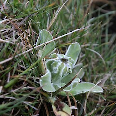 Photographed on the high western flank of Mt Honey, Campbell Island.<br>Photographer: Alex Fergus, Date taken: 08/01/2015, Licence: <a target='_blank' href='https://creativecommons.org/licenses/by-nc/4.0'>CC BY-NC</a>. <a class='member-message' href='/nzpcn/why-join-nzpcn/' target='_blank'>Members can view a larger version of this image.</a>