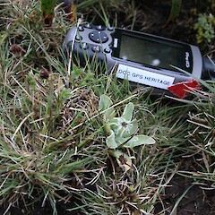 Photographed on the high western flank of Mt Honey, Campbell Island.<br>Photographer: Alex Fergus, Date taken: 08/01/2015, Licence: <a target='_blank' href='https://creativecommons.org/licenses/by-nc/4.0'>CC BY-NC</a>. <a class='member-message' href='/nzpcn/why-join-nzpcn/' target='_blank'>Members can view a larger version of this image.</a>