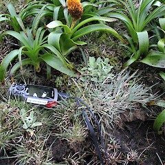Photographed on the high western flank of Mt Honey, Campbell Island.<br>Photographer: Alex Fergus, Date taken: 08/01/2015, Licence: <a target='_blank' href='https://creativecommons.org/licenses/by-nc/4.0'>CC BY-NC</a>. <a class='member-message' href='/nzpcn/why-join-nzpcn/' target='_blank'>Members can view a larger version of this image.</a>