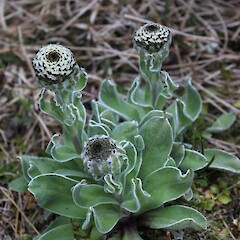 Photographed on the high western flank of Mt Honey, Campbell Island.<br>Photographer: Alex Fergus, Date taken: 08/01/2015, Licence: <a target='_blank' href='https://creativecommons.org/licenses/by-nc/4.0'>CC BY-NC</a>. <a class='member-message' href='/nzpcn/why-join-nzpcn/' target='_blank'>Members can view a larger version of this image.</a>