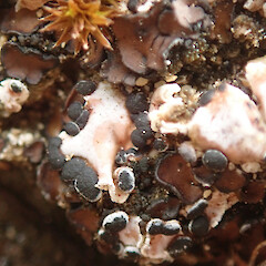 Psora decipiens