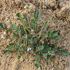 Castle Hill basin.<br>Photographer: Melissa Hutchison, Date taken: 26/02/2021, Licence: <a target='_blank' href='https://creativecommons.org/licenses/by-nc/4.0'>CC BY-NC</a>. <a class='member-message' href='/nzpcn/why-join-nzpcn/' target='_blank'>Members can view a larger version of this image.</a>