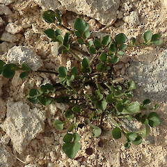 Castle Hill basin.<br>Photographer: Melissa Hutchison, Date taken: 26/02/2021, Licence: <a target='_blank' href='https://creativecommons.org/licenses/by-nc/4.0'>CC BY-NC</a>. <a class='member-message' href='/nzpcn/why-join-nzpcn/' target='_blank'>Members can view a larger version of this image.</a>