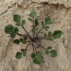 Castle Hill basin.<br>Photographer: Melissa Hutchison, Date taken: 26/02/2021, Licence: <a target='_blank' href='https://creativecommons.org/licenses/by-nc/4.0'>CC BY-NC</a>. <a class='member-message' href='/nzpcn/why-join-nzpcn/' target='_blank'>Members can view a larger version of this image.</a>