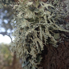 Ramalina canariensis
