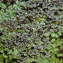 Stewart Island.<br>Photographer: Melissa Hutchison, Date taken: 15/04/2021, Licence: <a target='_blank' href='https://creativecommons.org/licenses/by-nc/4.0'>CC BY-NC</a>. <a class='member-message' href='/nzpcn/why-join-nzpcn/' target='_blank'>Members can view a larger version of this image.</a>