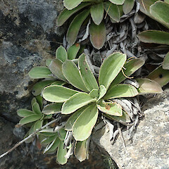 Marlborough.<br>Photographer: Melissa Hutchison, Date taken: 01/03/2021, Licence: <a target='_blank' href='https://creativecommons.org/licenses/by-nc/4.0'>CC BY-NC</a>. <a class='member-message' href='/nzpcn/why-join-nzpcn/' target='_blank'>Members can view a larger version of this image.</a>