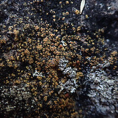 On basalt.<br>Photographer: Marley Ford, Licence: <a target='_blank' href='https://creativecommons.org/licenses/by-nc/4.0'>CC BY-NC</a>. <a class='member-message' href='/nzpcn/why-join-nzpcn/' target='_blank'>Members can view a larger version of this image.</a>