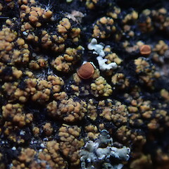 Caloplaca allanii