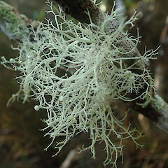 Ramalina geniculata