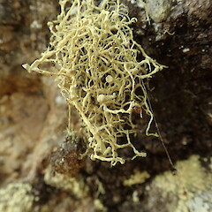 Saxicolous specimen.<br>Photographer: Marley Ford, Licence: <a target='_blank' href='https://creativecommons.org/licenses/by-nc/4.0'>CC BY-NC</a>. <a class='member-message' href='/nzpcn/why-join-nzpcn/' target='_blank'>Members can view a larger version of this image.</a>