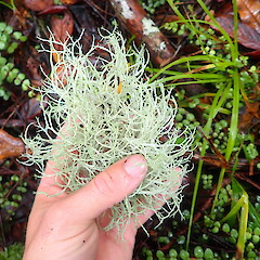 Large specimen found as windfall.<br>Photographer: Marley Ford, Licence: <a target='_blank' href='https://creativecommons.org/licenses/by-nc/4.0'>CC BY-NC</a>. <a class='member-message' href='/nzpcn/why-join-nzpcn/' target='_blank'>Members can view a larger version of this image.</a>