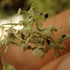 Geniculate placement of apothecia on thallus.<br>Photographer: Marley Ford, Licence: <a target='_blank' href='https://creativecommons.org/licenses/by-nc/4.0'>CC BY-NC</a>. <a class='member-message' href='/nzpcn/why-join-nzpcn/' target='_blank'>Members can view a larger version of this image.</a>