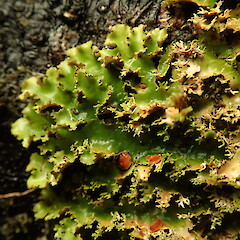Sticta babingtonii